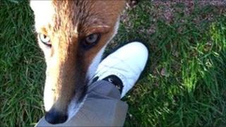 The fox