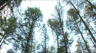 trees