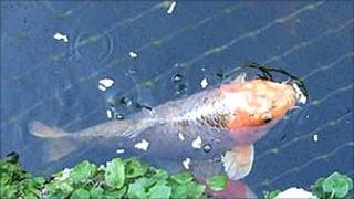 The largest of the koi carp being sold