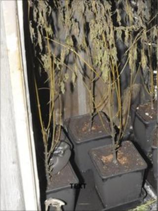 Cannabis wardrobe fire