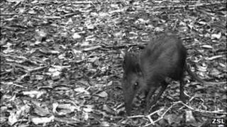 Elephant shrew