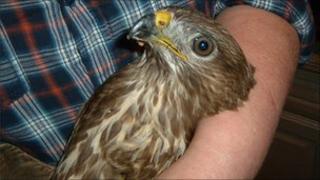 The shot buzzard