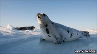 Seal