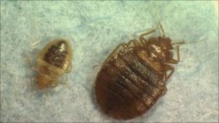 Bedbugs