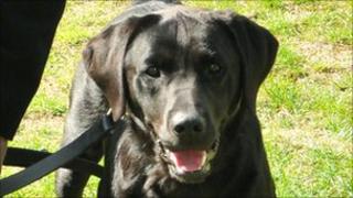 Labrador Daz
