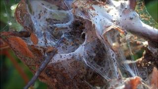 Brown tail moth caterpillar and white cocoon silk 'tents'