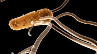 Salmonella bacterium. Computer artwork. Pic by Science Photo Library