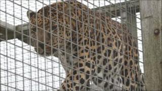 A leopard at Both Animalarium