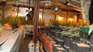 Cannabis factory