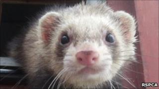 Ferret courtesy of RSPCA