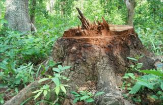 Tree trunk remains (BBC)