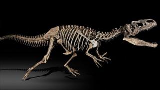 Allosaurus