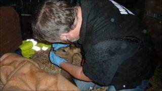 Injured deer