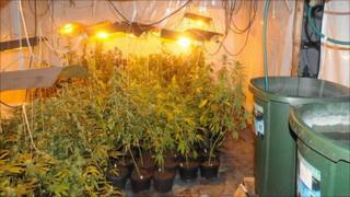 Cannabis factory