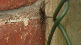 Spider