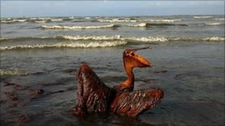 Oiled pelican