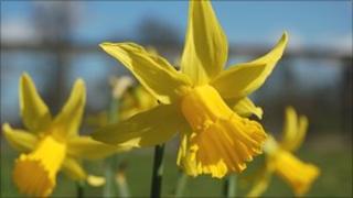 Daffodils