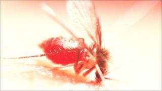 Sandfly