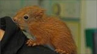 Hamish