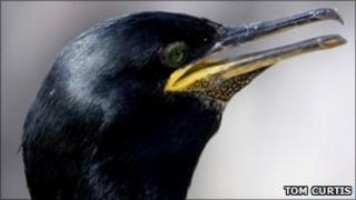 Common Shag. Pic: Tom Curtis