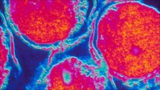 Chlamydia bacteria