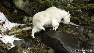 Mountain Goat (file)