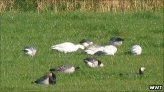white barnacle geese among colony at Caerlaverock