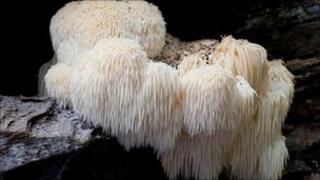 Bearded tooth fungus