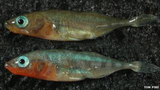 Male sticklebacks (Image: Tom Pike)