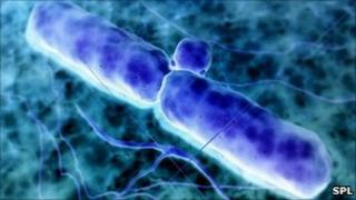 Anthrax bacteria