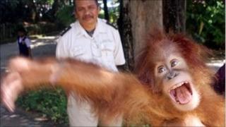 Orangutan youngster reaching out