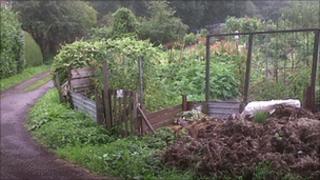 The Stroke Association's allotment at Rhosddu, Wrexham