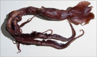 Squid (IUCN)