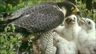 Peregrine falcon feeding chicks Photo: Chris Gomersall (Rspb-images.com)