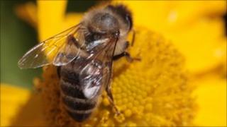 Honeybee