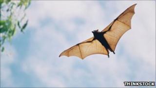 A bat flying through the air