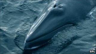 Minke whale