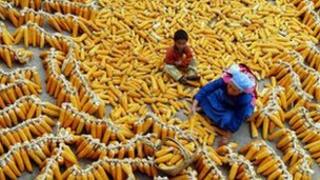 Chinese corn