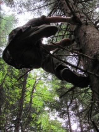 Georgian pinecone picker halfway up a tree