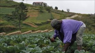 A farmer tends to crops, one-day after the pass of hurricane Tomas, in Kensckoff, near Port-au-Prince November 6, 2010