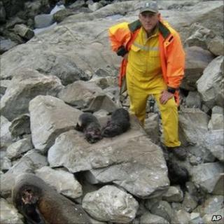 Phil Bradfield, department of conservation staffer, with killed seals at Kaikoura New Zealand 2 dec 2010