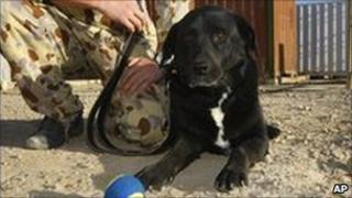Sarbi the MIA sniffer dog (November 2009)