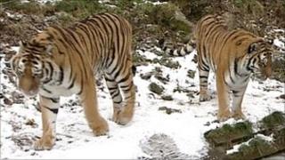 Tigers in snow at Dartmoor Zoo