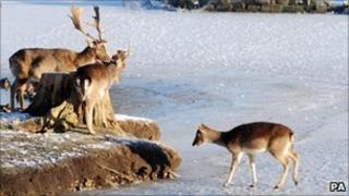 Deer on frozen lake