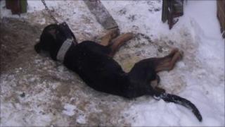 Dead dog in alleyway