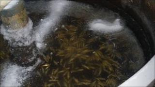 Frozen salmon at fish research centre in Bushmills