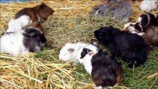 Guinea pigs and rabbits - generic