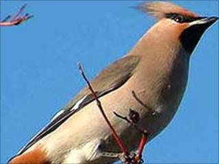 Waxwing