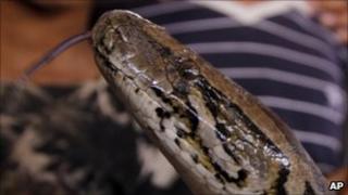 The head of male python, Krong Pich, in a cage after its wedding ceremony