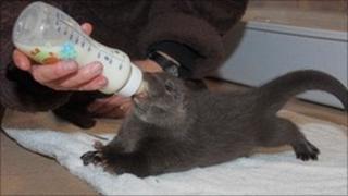 Luce the otter cub